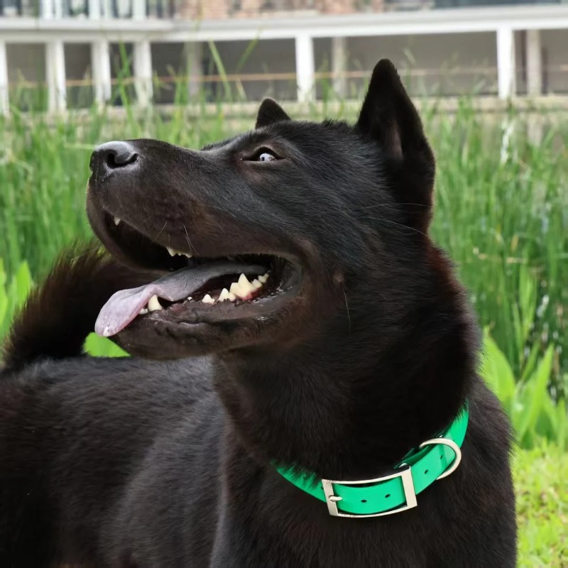 2.5cm Wide Heavy Duty TPU Dog  - огляд і ціна Hunting Dog Outdoor